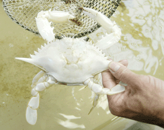 albino_crab.gif