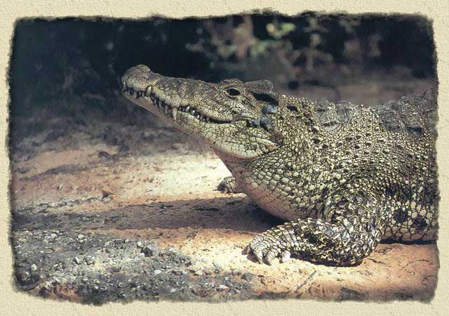 cuban-crocodile-bg2.jpg