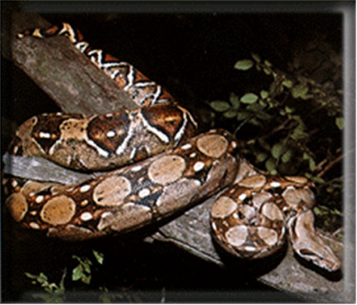 commonboa.jpg